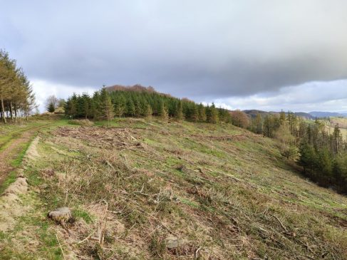 Las plantaciones se realizarán en Ariztitxia y Azkoin