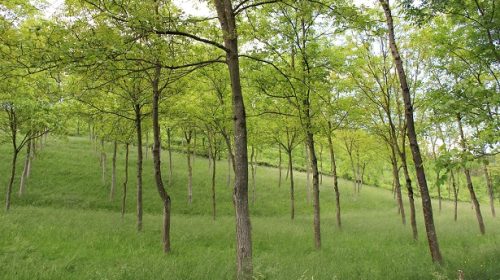 árboles Elgoibar