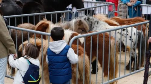 Imagen de anteriores ediciones de la Gabon Zahar Azoka